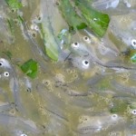 bianchetti